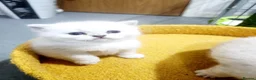 British Shorthair cats for sale: British shorthair kitten  - Advert 12