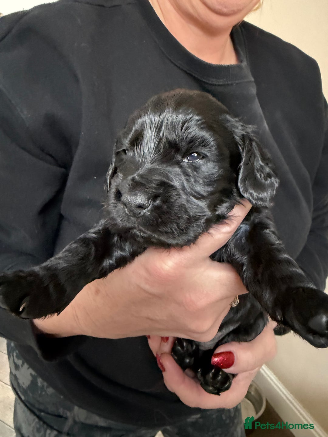Cocker Spaniel dogs for sale: Working cocker spaniel puppies  - Advert 2