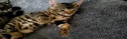 Bengal cats for sale: Bengal kittens - Advert 9