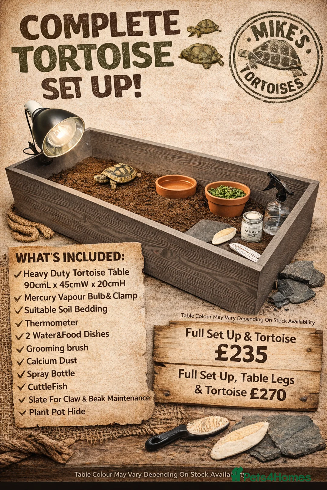 Tortoise reptiles for sale: Baby Horsfield Hatchlings & Set Ups - Advert 7