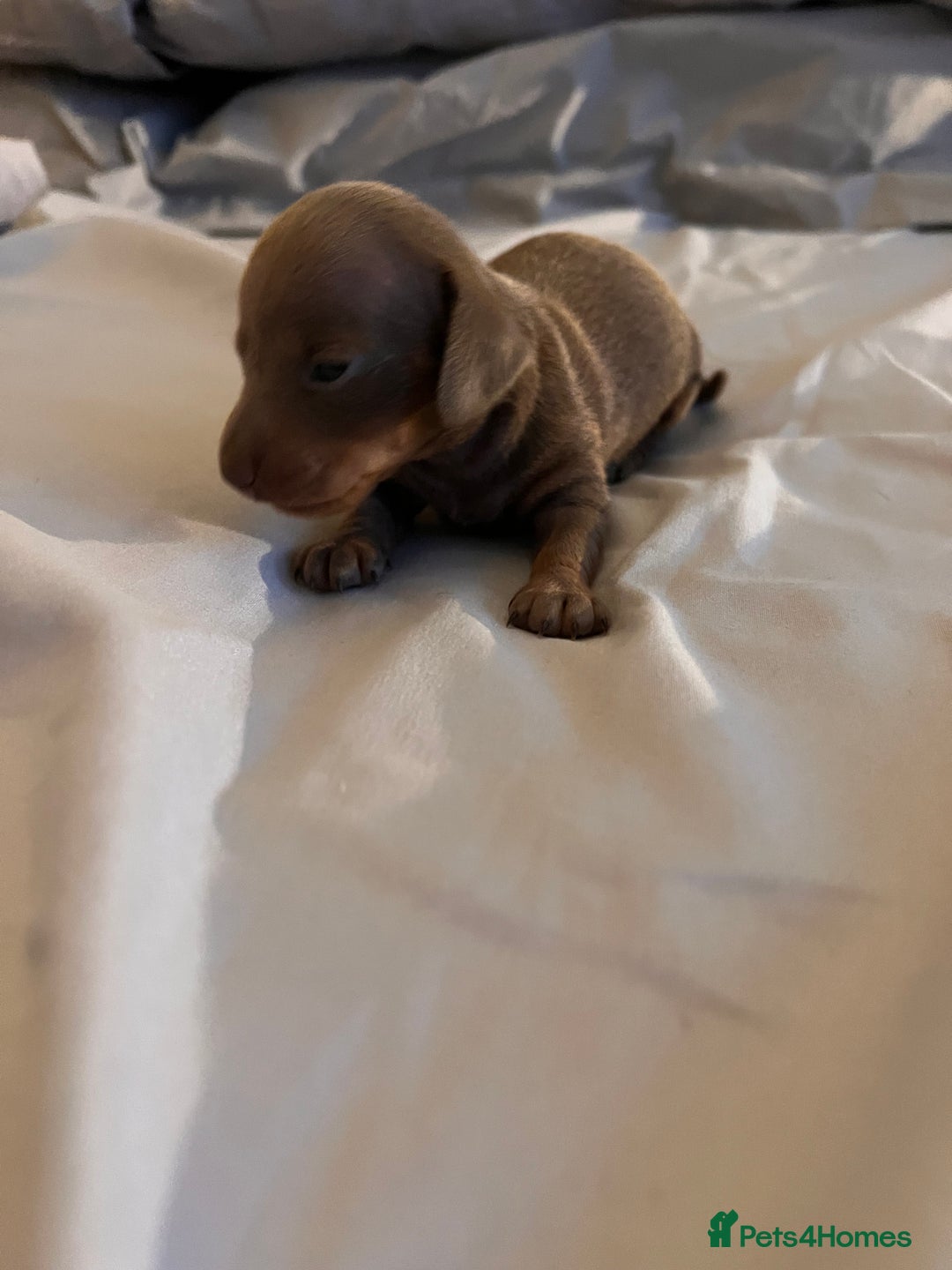 Dachshund dogs for sale: Isabella  - Advert 2