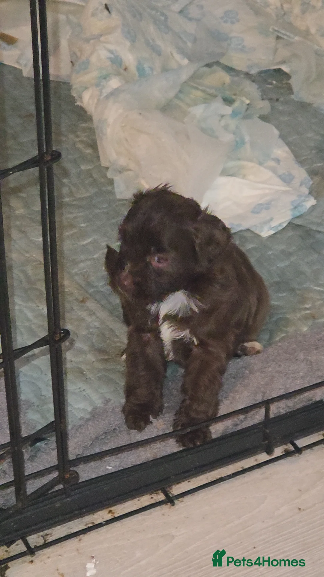 Cockapoo dogs for sale: Cockapoo puppies  - Advert 10