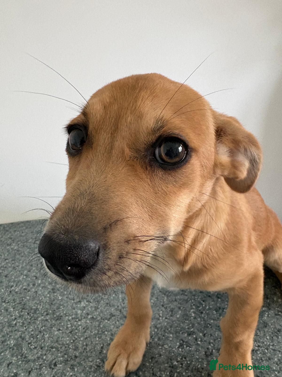 Mixed Breed dogs 🧡🐾 KARA — 4 KG OF PURE PUPPY LOVE 🐾🧡 - Advert 1