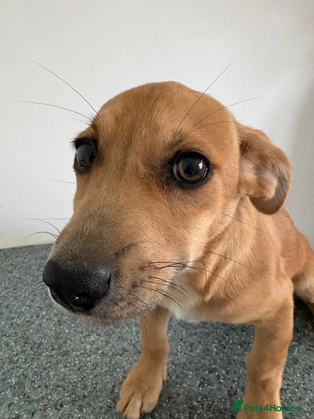 Mixed Breed dogs for adoption: 🧡🐾 KARA — 4 KG OF PURE PUPPY LOVE 🐾🧡 - Advert 1