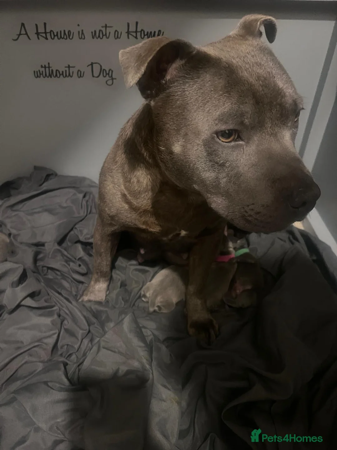 Staffordshire Bull Terrier dogs for sale: STUNNING BLUE STAFFY PUPPIES - Advert 2