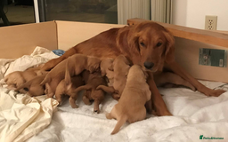 Golden Retriever dogs for sale: Golden Retriever Puppies - Image 1