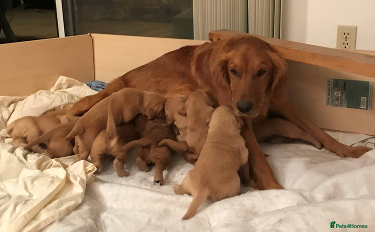 Golden Retriever dogs - Advert 10