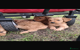 Mini Goldendoodle dogs for sale: F1 Goldendoodle puppies  - Image 18
