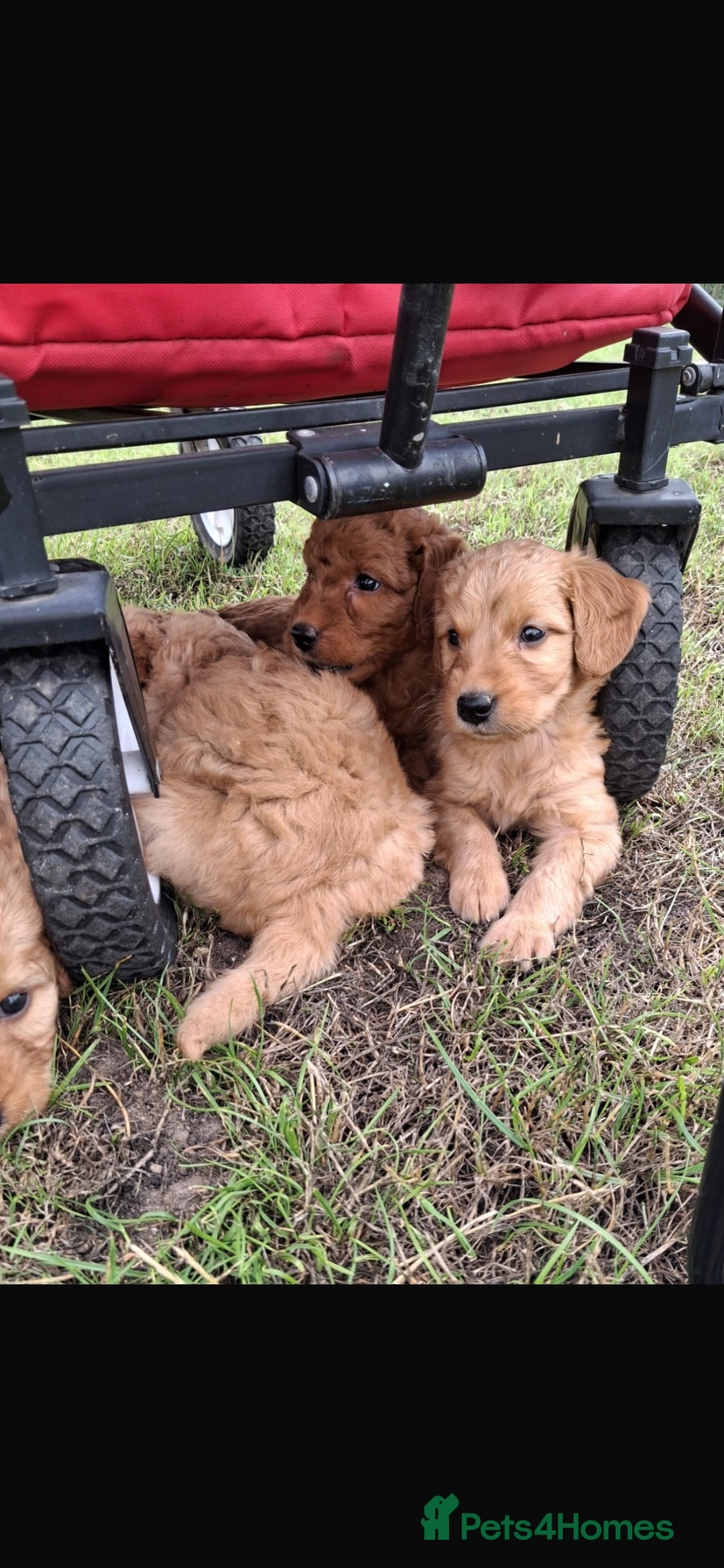 Mini Goldendoodle dogs for sale: F1 Goldendoodle puppies  - Image 18