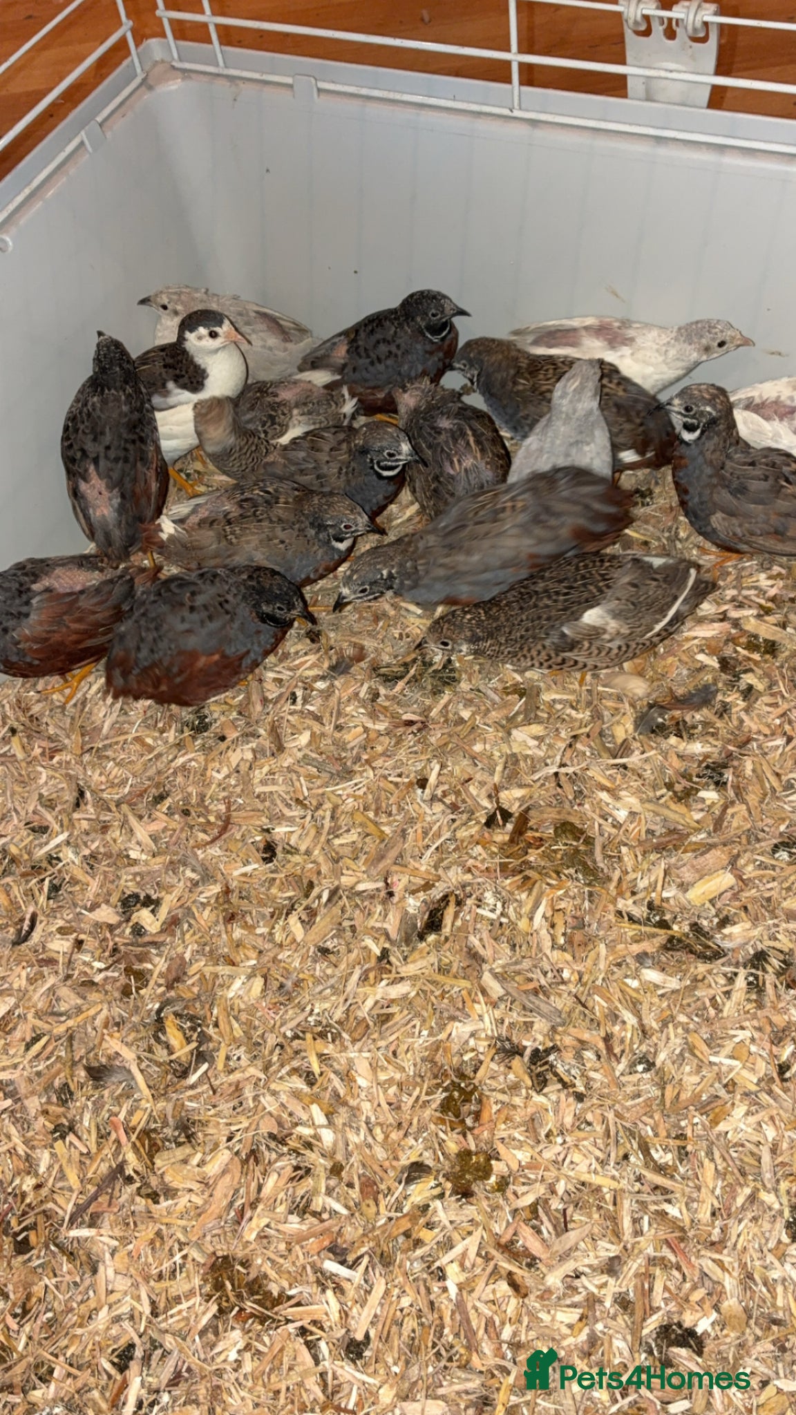 Mixed Breed birds Chinese quail  - Advert 6