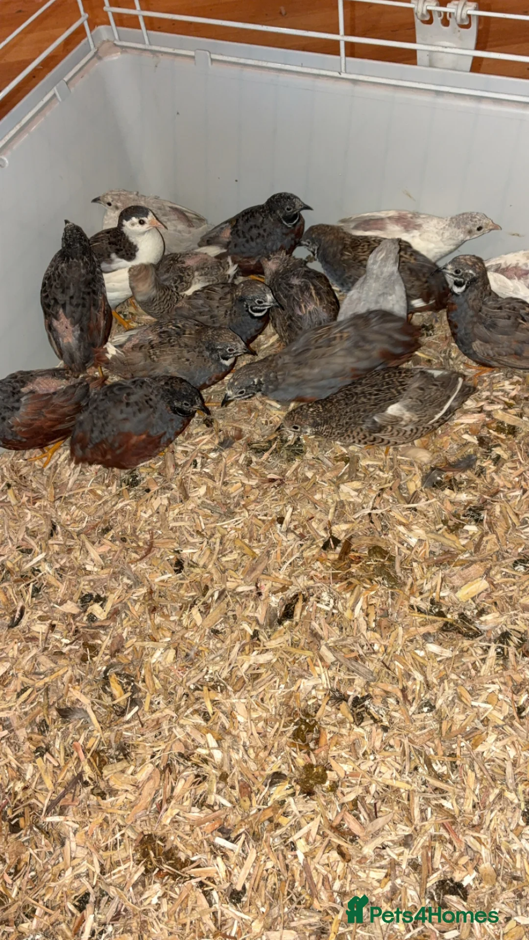 Mixed Breed birds for sale: Mixed birds for sale  - Advert 3