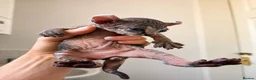 Sphynx cats for sale: Sphynx kittens lilac elf & pink dilute - Advert 6