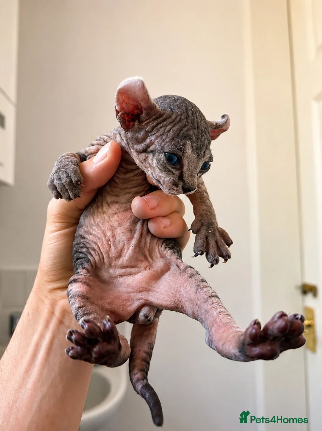 Sphynx cats for sale: Sphynx kittens lilac elf & pink dilute - Advert 6
