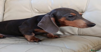 Dachshund dogs READY NOW STANDARD PRA CLR KC REG MANY CHAMPS - Advert 1