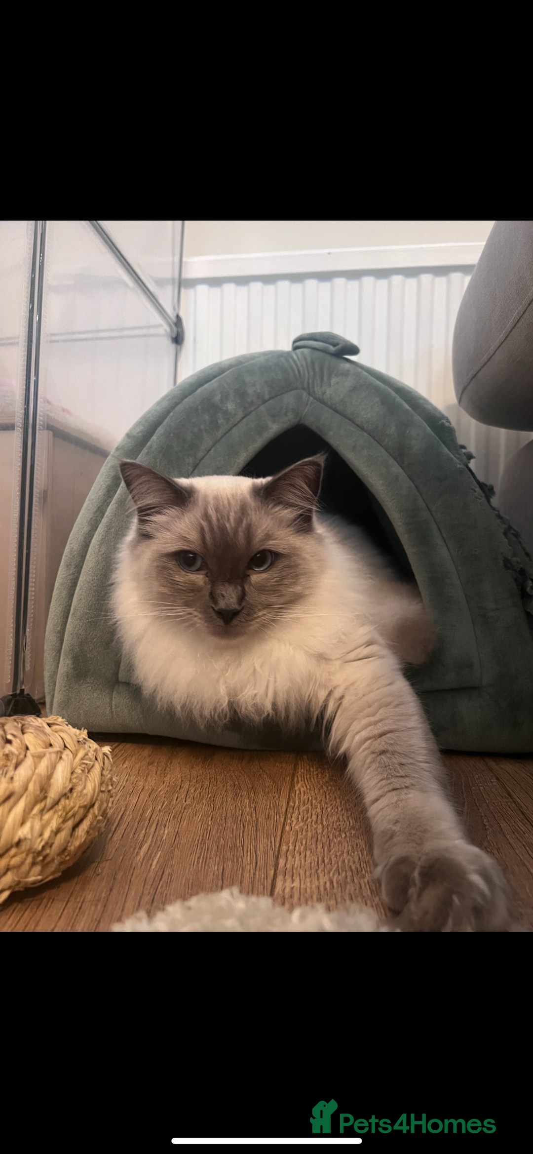 Ragdoll cats for sale: Ragdoll for rehome  - Advert 1