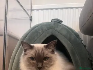 Ragdoll cats Ragdoll for rehome - Advert 17