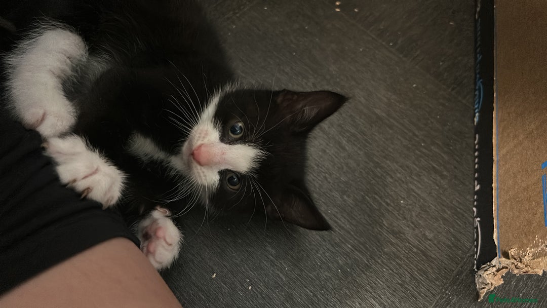 Mixed Breed cats for sale: 15 kittens for sale (4 LEFT REDUCED)  in Hassocks - Image 26