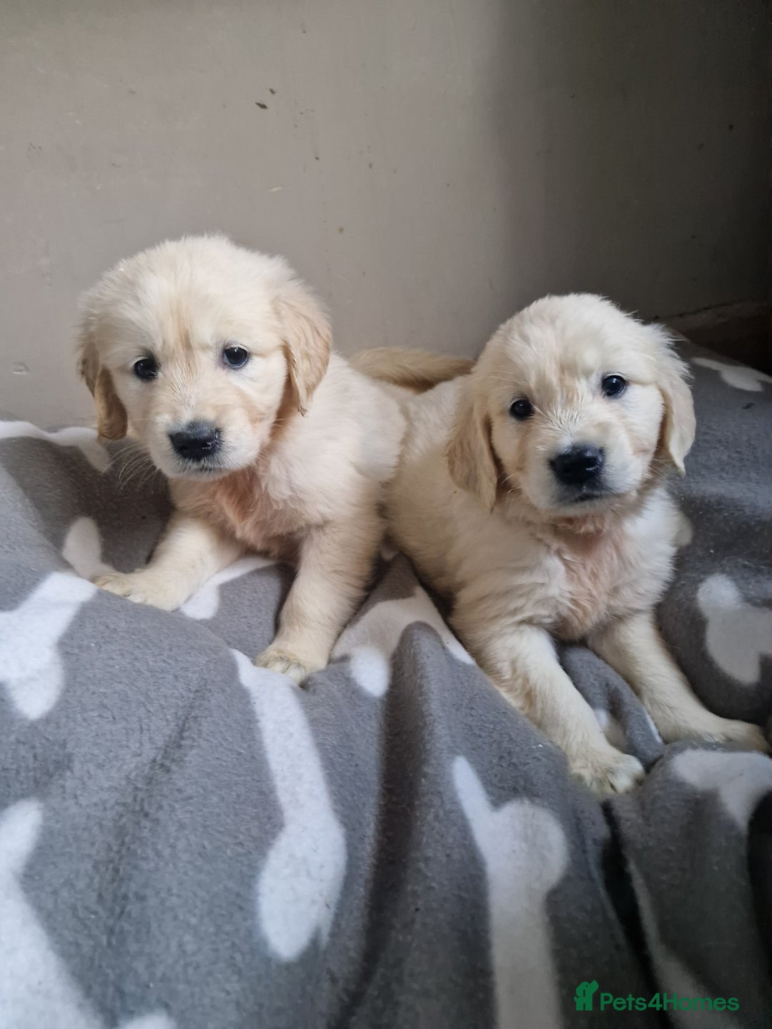 Golden Retriever dogs for sale: Kc Golden retriver,  READY 20. DEC. - Advert 4