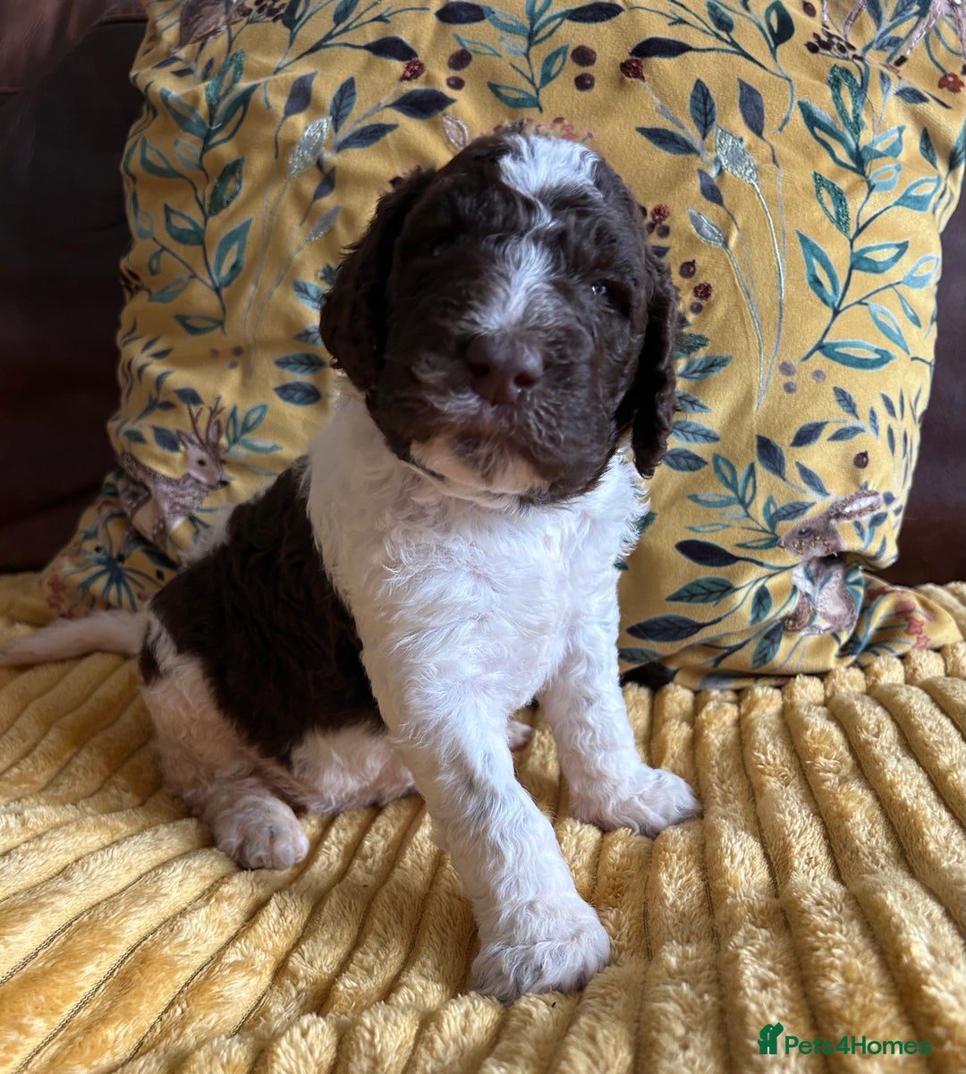 Newfypoo dogs for sale: F1B Parti Newfypoo  - Advert 3