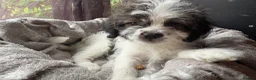 Mixed Breed dogs for sale: Cockapoo x  in Snodland - Advert 11