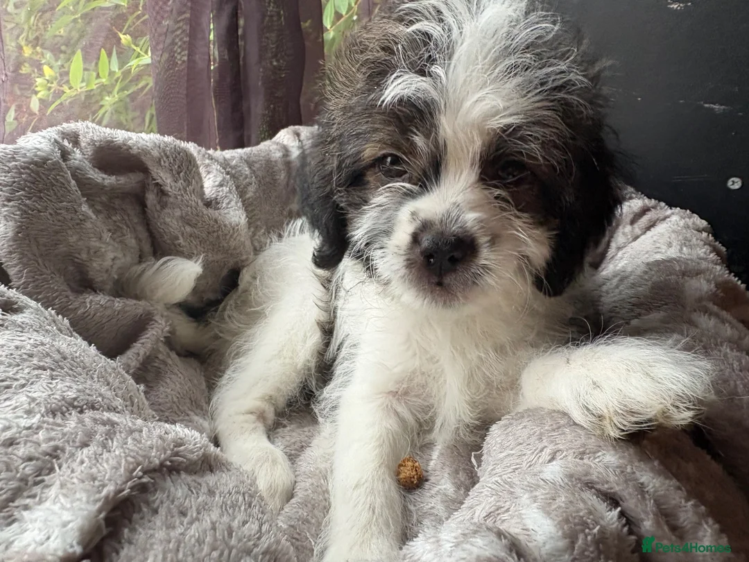 Mixed Breed dogs for sale: Cockapoo x  in Snodland - Advert 11