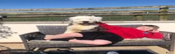 Old English Sheepdog dogs for sale: Two girls available  - Advert 4