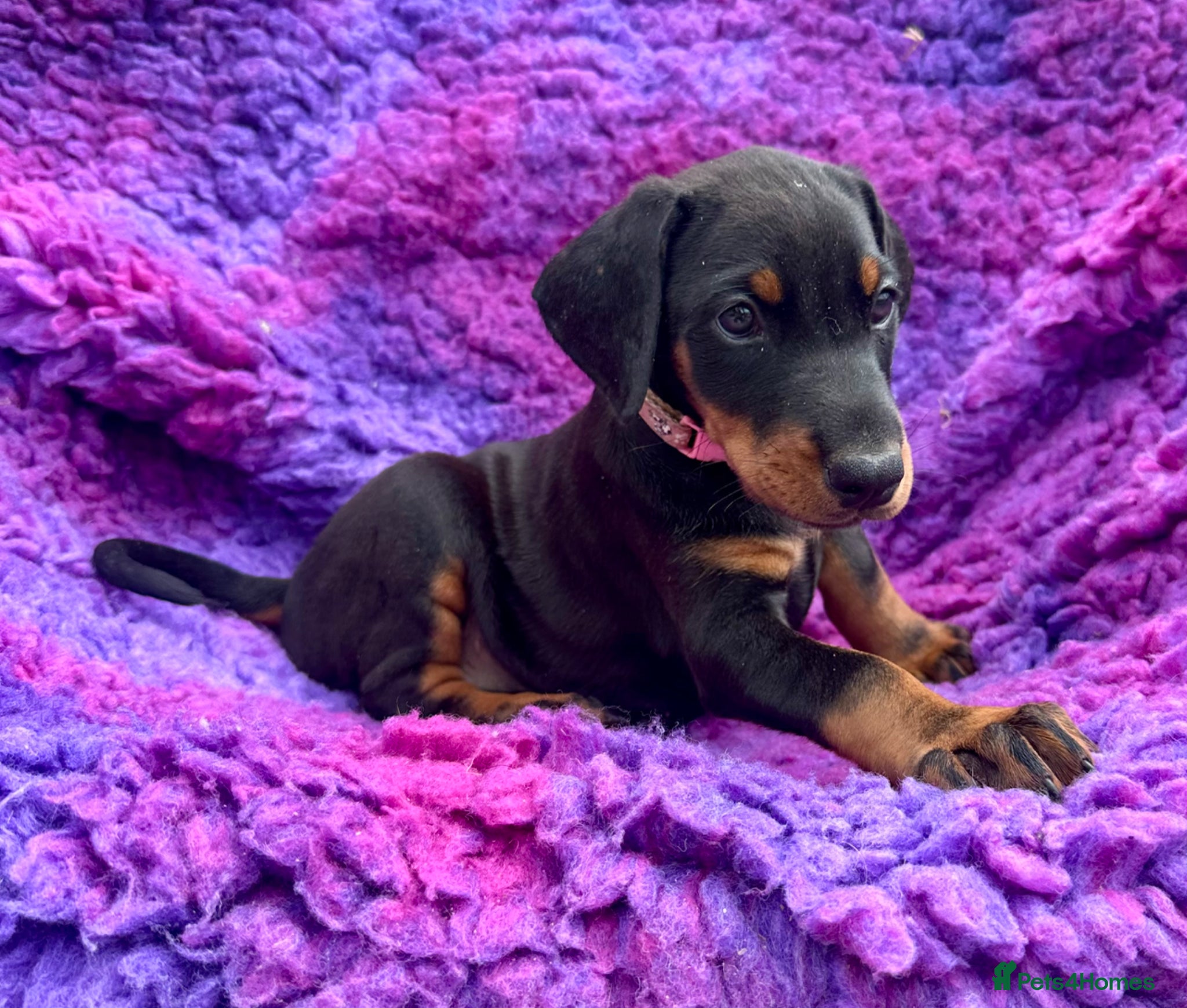 Dobermann dogs KC registered health tested Dobermann puppies  - Advert 1