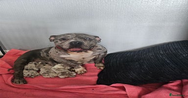 American Bully dogs - Advert 12