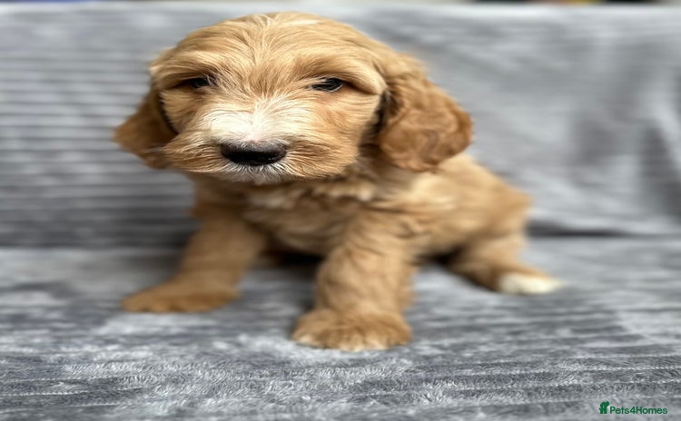 Goldendoodle dogs - Advert 1
