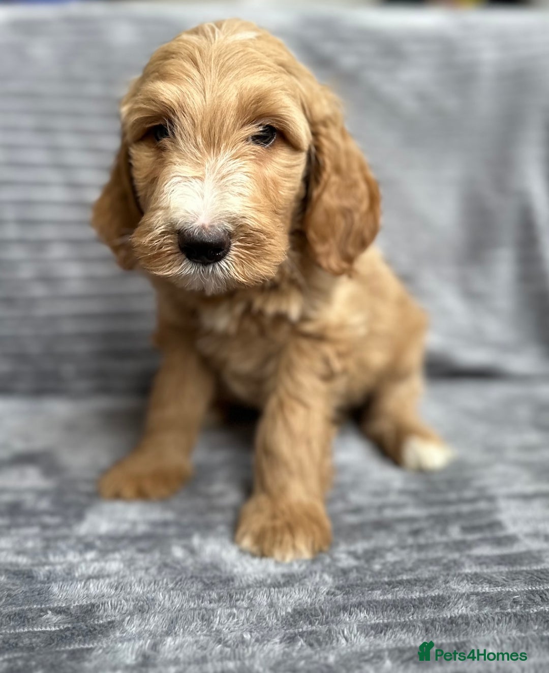 Goldendoodle dogs for sale: STUNNING GOLDEN DOODLES READY NOW - Image 2