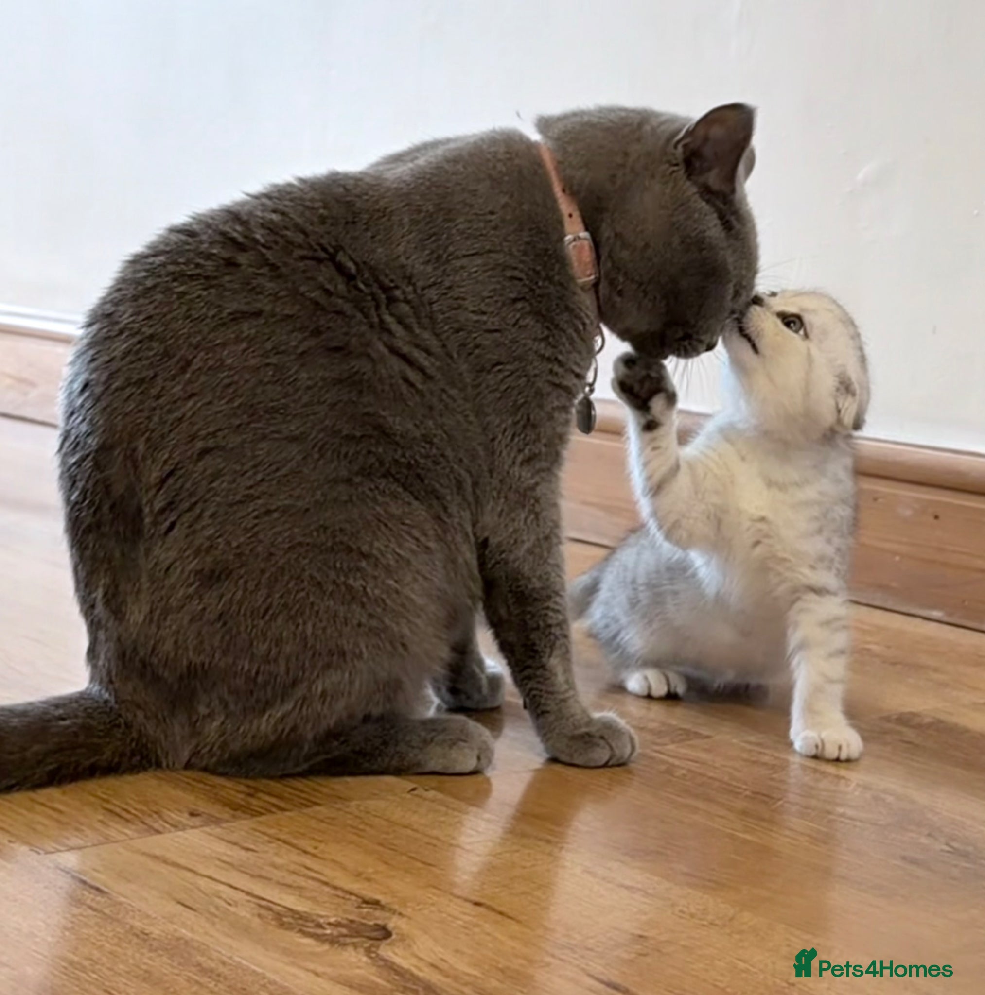 British Shorthair cats British Shorthair X Scottish Fold - Advert 1