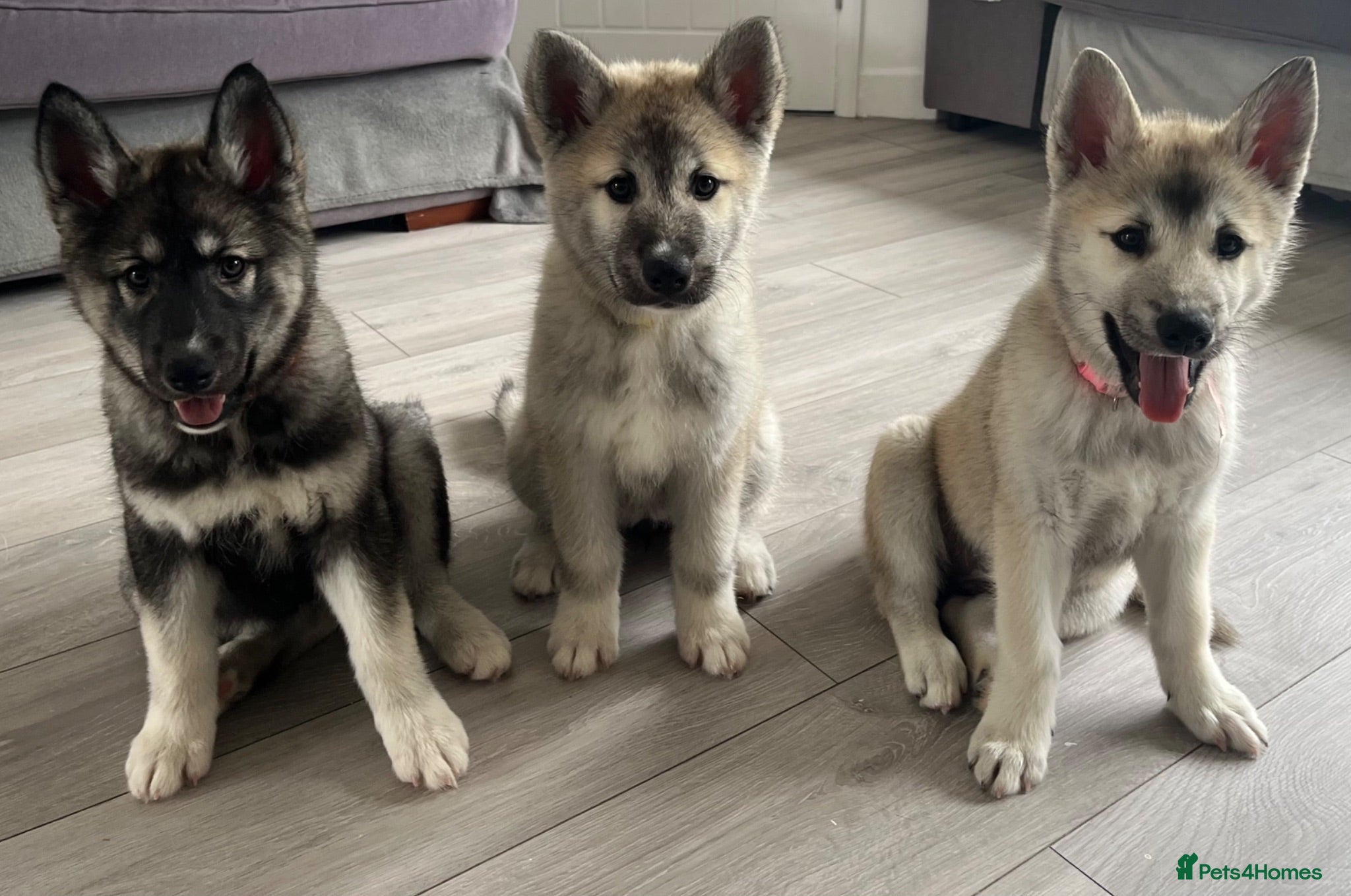 Siberian Husky dogs Ready now! Only 3 females left!!!! Husky Puppies - Advert 15
