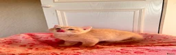Persian cats for sale: Pure bred beautiful persian kittens  - Advert 18