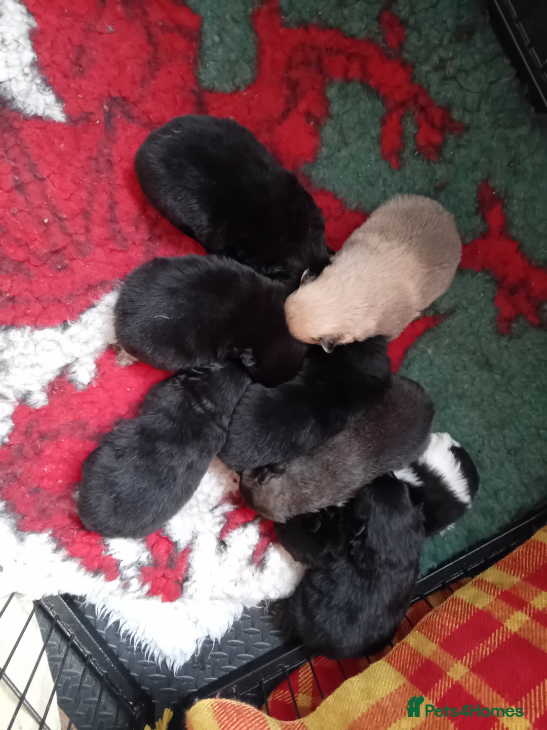 German Spitz dogs for sale: German spitz Mittel - Advert 2