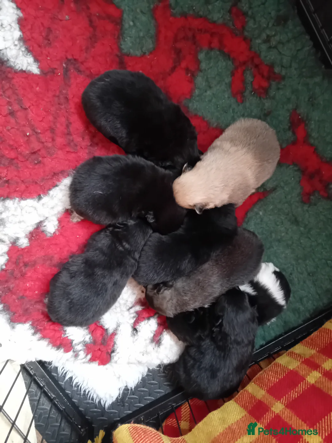 German Spitz dogs for sale: German spitz Mittel - Advert 1