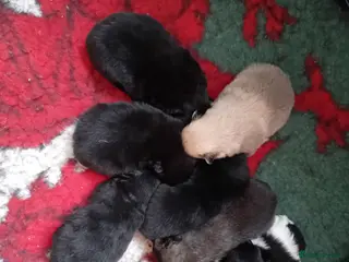 German Spitz dogs German spitz Mittel - Advert 1