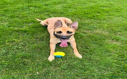 German Shepherd dogs for sale: READY GERMAN SHEPHERD PUPPIES 😍 - Image 21