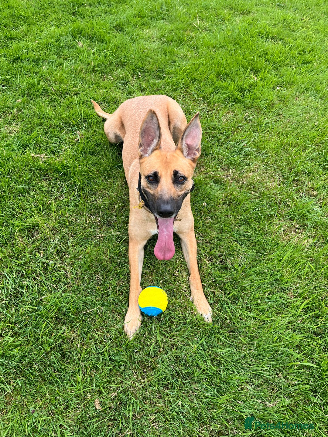 German Shepherd dogs for sale: READY GERMAN SHEPHERD PUPPIES 😍 - Image 21