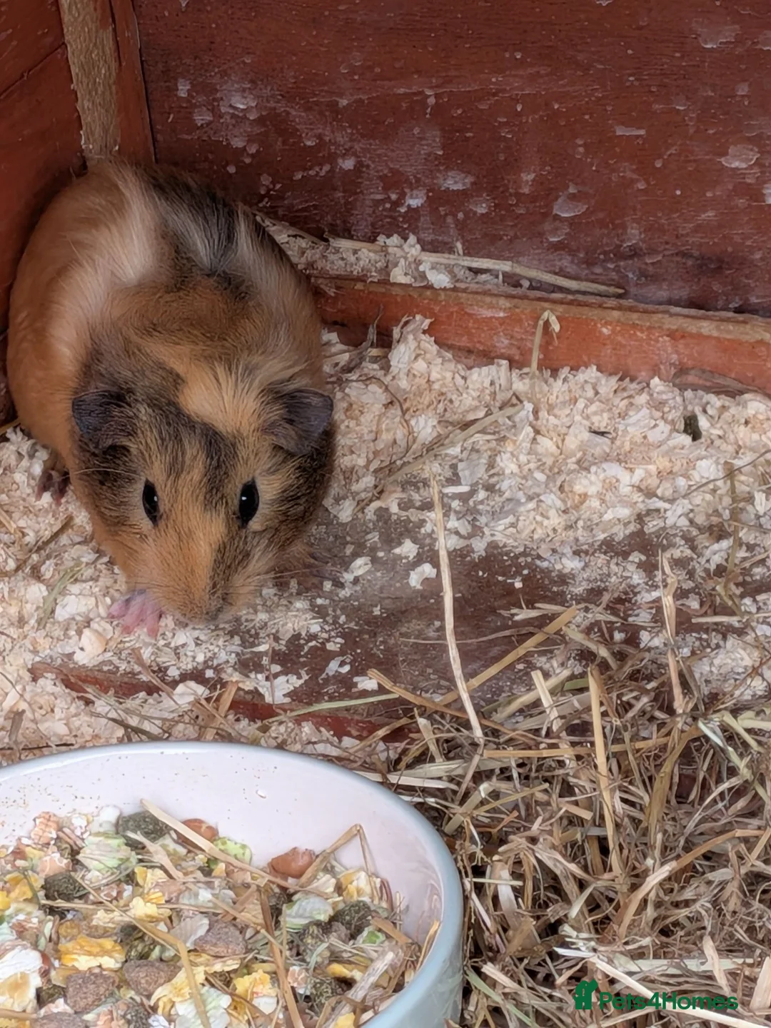 Guinea Pig rodents for sale: 3 beautiful Guinea pigs ready for there new homes  - Advert 5