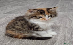 Maine Coon cats for sale: Absolutely Stunning Part Maine Coon Calico Female - Image 6