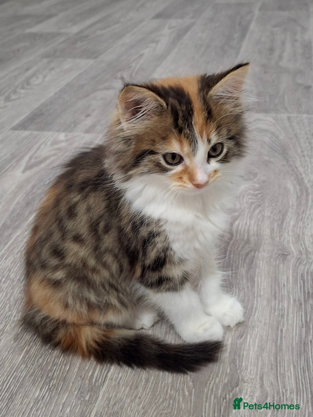 Maine Coon cats for sale: Absolutely Stunning Part Maine Coon Calico Female - Image 6