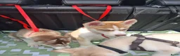 Siberian Husky dogs for sale: Husky puppies ready to leave now  - Advert 7