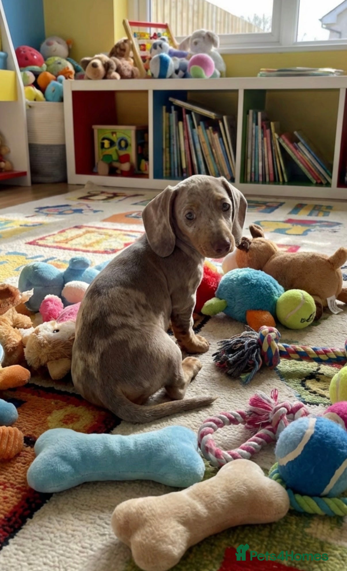Miniature Dachshund dogs Beautiful Dachshund Puppies - Advert 10