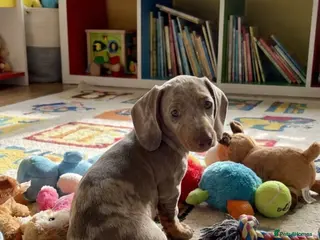 Miniature Dachshund dogs Beautiful Dachshund Puppies - Advert 10