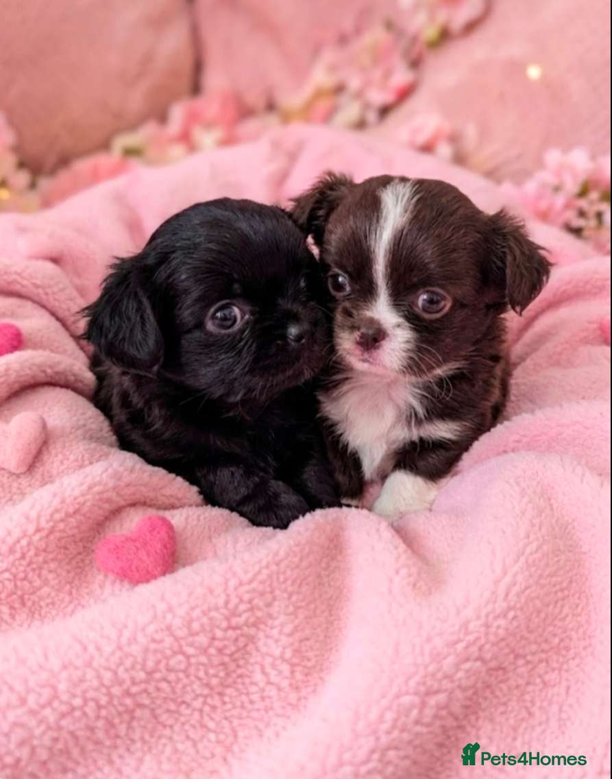 Chihuahua dogs KC registered Long Coat Chihuahuas  - Advert 5