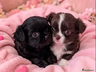 Chihuahua dogs KC registered Long Coat Chihuahuas - Advert 1