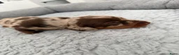Dachshund dogs for sale: Miniature dachshund puppies - Advert 4