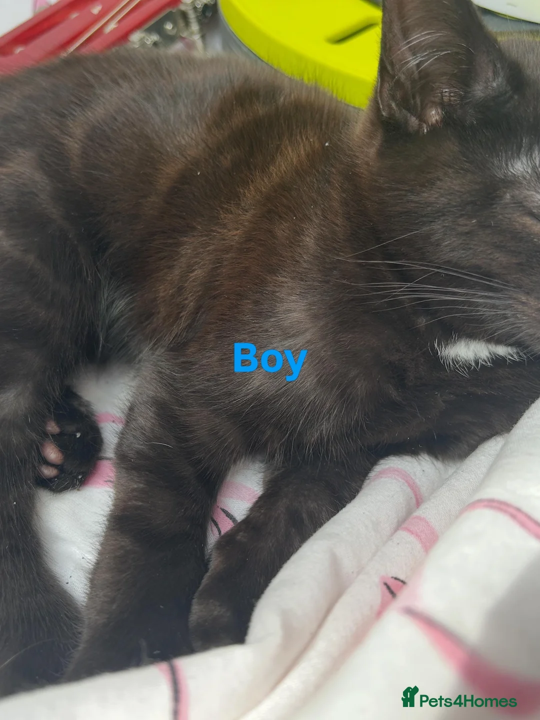 Mixed Breed cats for sale: Kittens for sale  in Leicester - Advert 3