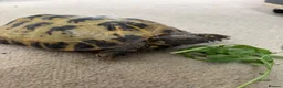 Tortoise reptiles for sale: Horsefield tortoise with full setup  - Advert 3