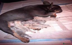 French Bulldog dogs for sale: 6 beautiful french bulldogs - Image 4